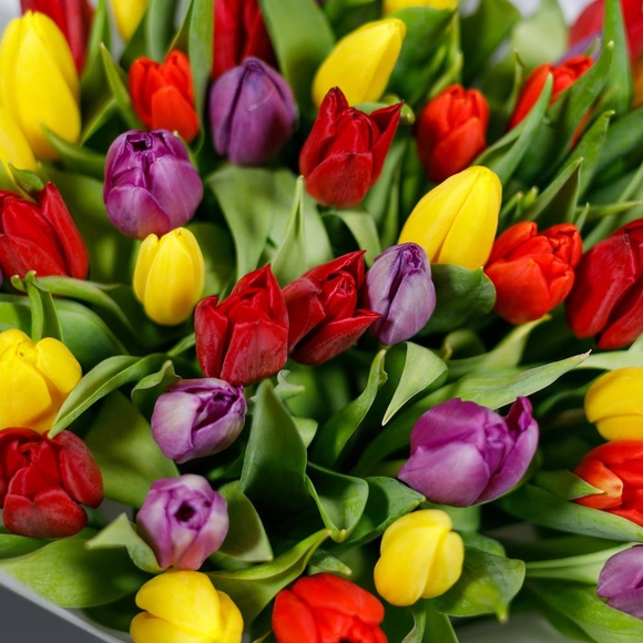 Тюльпаны поштучно яркий микс (Голландия)