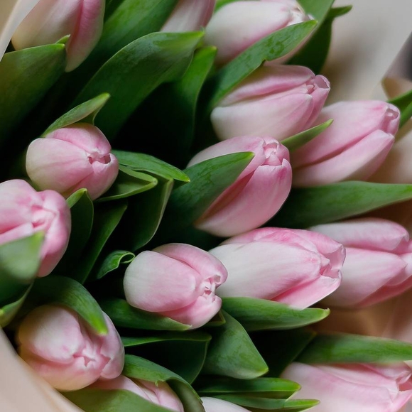 Букет из 15 розовых тюльпанов