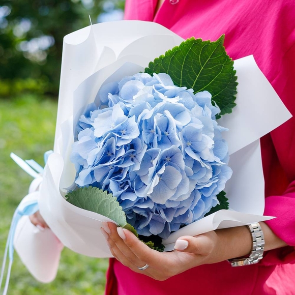 Букет из 1 голубой гортензии