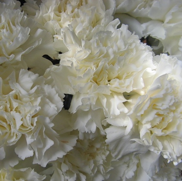 Гвоздика белая поштучно