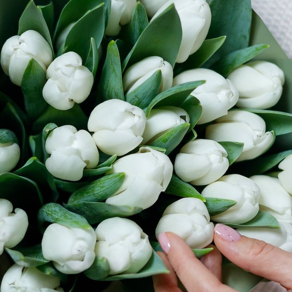 Букет из 25 белых тюльпанов