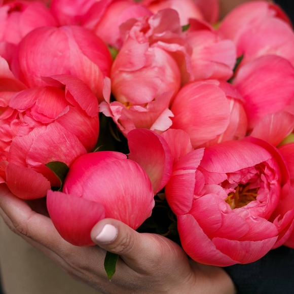 Пионы коралловые (Корал Шар) поштучно 