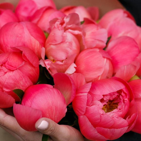 Пионы коралловые поштучно (Голландия)
