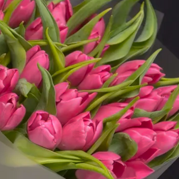 Тюльпаны поштучно малиновые (Голландия)