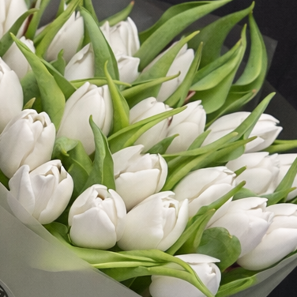 Тюльпаны поштучно белые (Голландия)