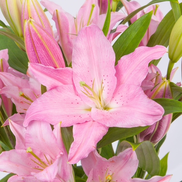 Букет из 5 розовых лилий