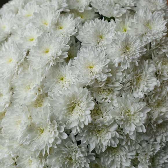 Букет из 25 белых кустовых хризантем