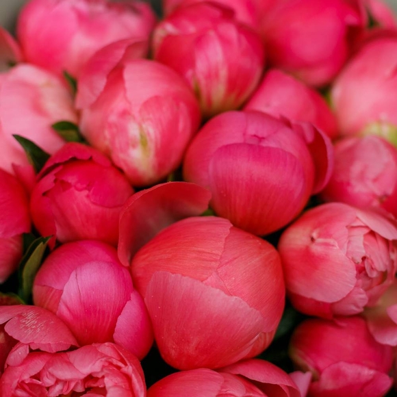 Пионы коралловые (Корал Шар) поштучно 