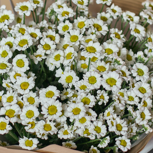 Хризантема кустовая белая Сантини поштучно