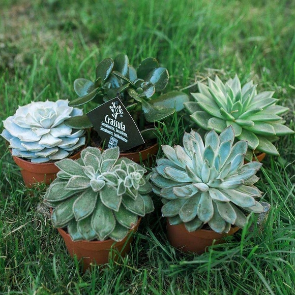 Эхеверия в горшке