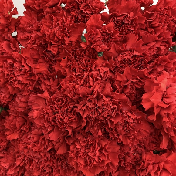 Гвоздика красная, 10 штук