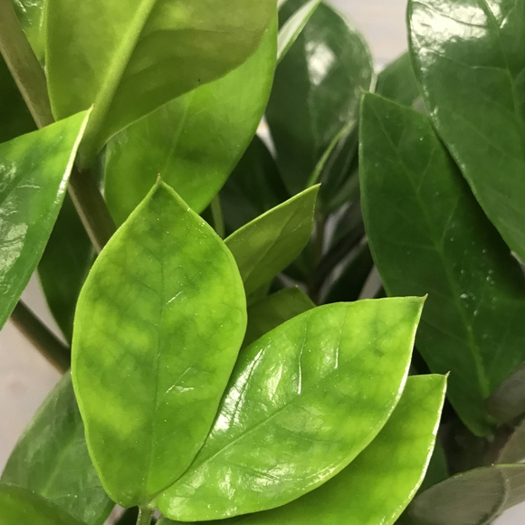 Замиокулькас