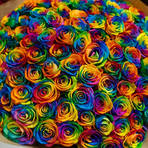 Роза радужная 70 см (Эквадор) поштучно