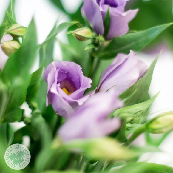 Лизиантус сиреневый поштучно