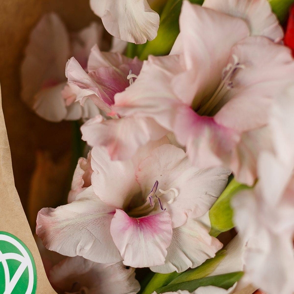 Букет из 5 гладиолусов микс (Голландия)