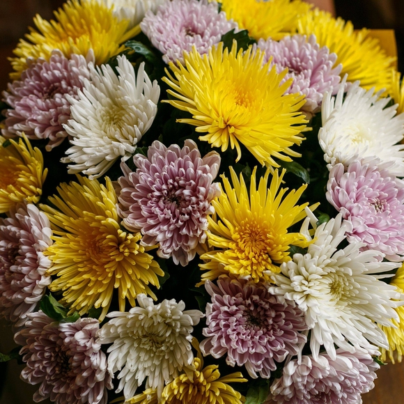 Букет из 25 одноголовых хризантем микс