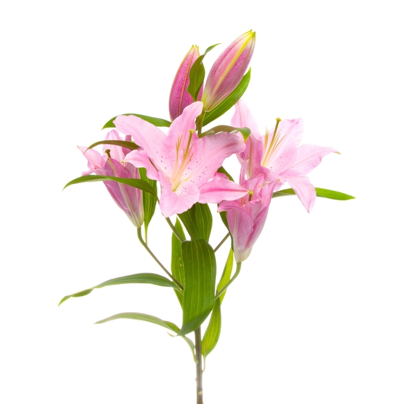 Лилия розовая поштучно