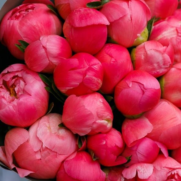 Пионы коралловые поштучно (Голландия)