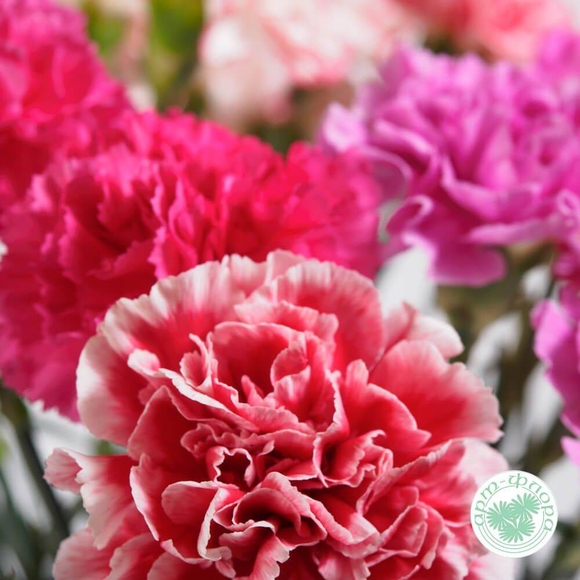 Гвоздика (цвета в ассортименте), 10 штук