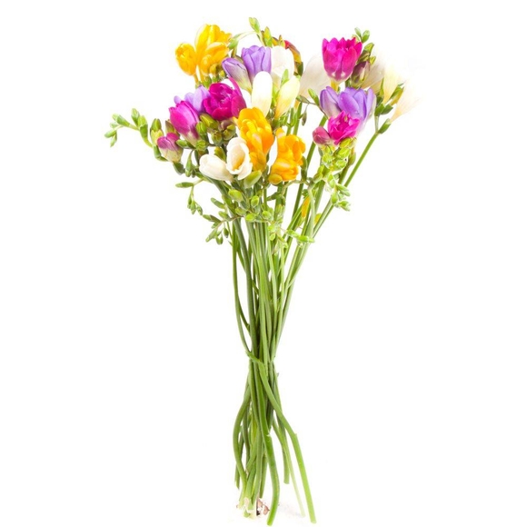 Фрезия поштучно ( Цвета в ассортименте )