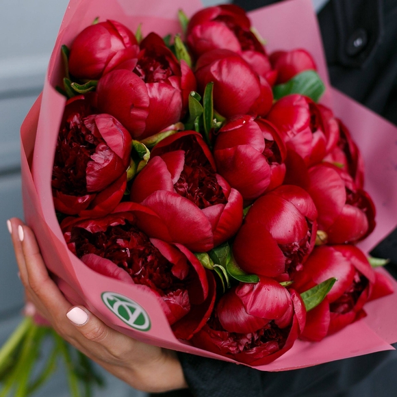 Букет из 15 бордовых пионов (Голландия). АКЦИЯ!