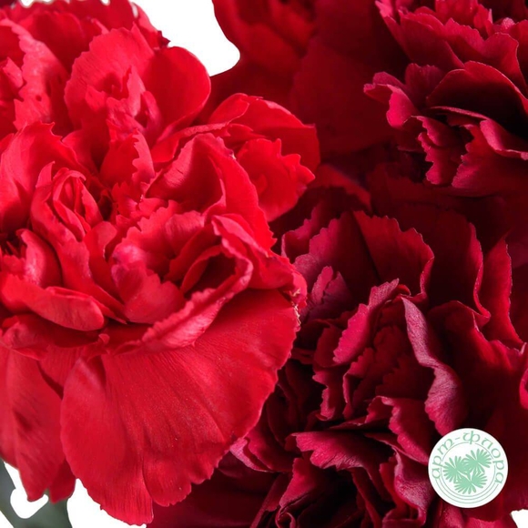 Гвоздика красная, 10 штук