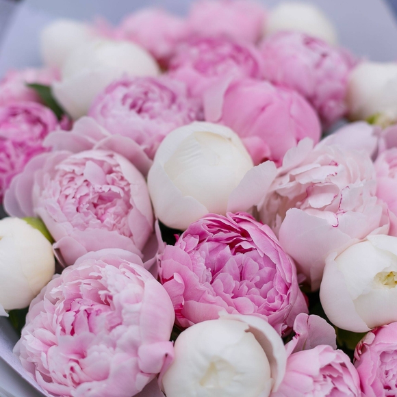 Букет из 25 пионов микс (Голландия)