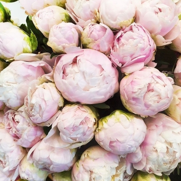 Пион нежно-розовый сорта Mother Choice поштучно