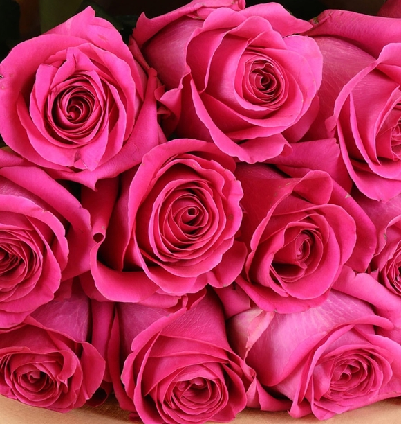 Роза малиновая 50 см (Эквадор) поштучно