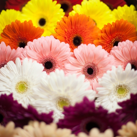 Гербера поштучно (цвета в ассортименте)