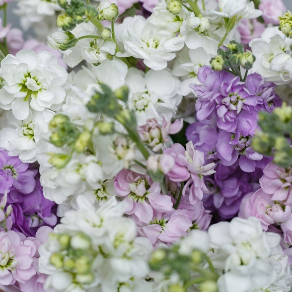 Маттиола микс поштучно