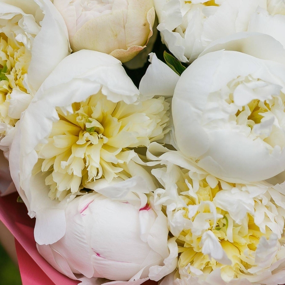 Пионы белые поштучно (Голландия)
