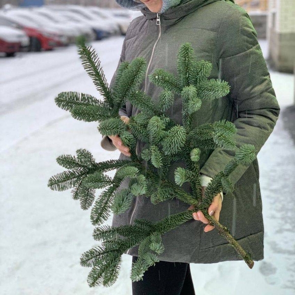 Ветка датской пихты нобилис - средняя
