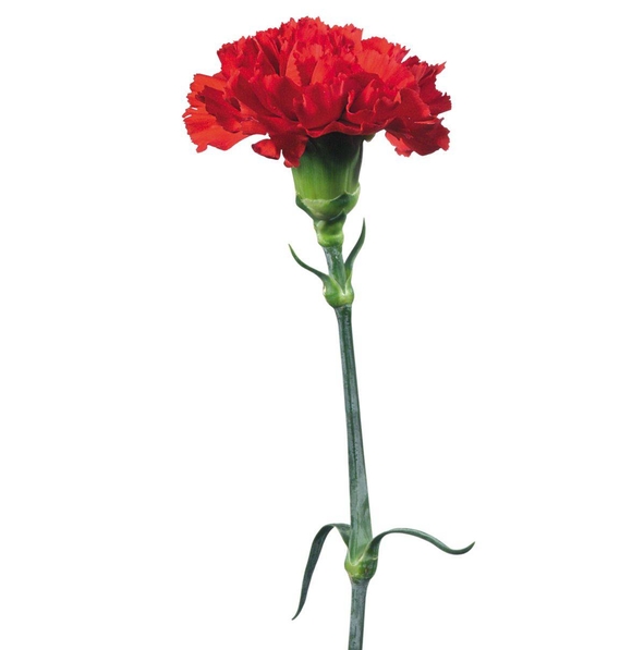 Гвоздика красная поштучно