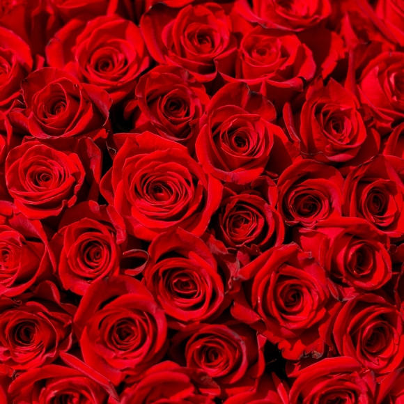 Букет из 35 красных роз 50 см (Эквадор)