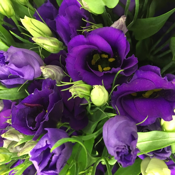 Лизиантус сиреневый поштучно