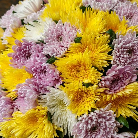 Хризантема одноголовая микс поштучно