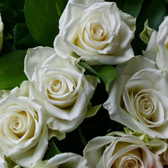 Роза 80-90 см белая