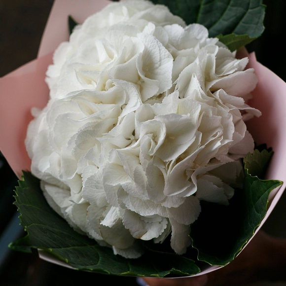 Букет из 1 белой гортензии