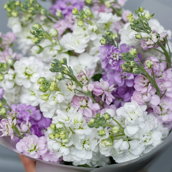 Букет из 25 маттиол микс