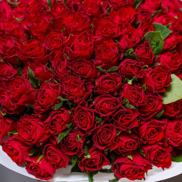 Роза красная Кения (35 см) поштучно