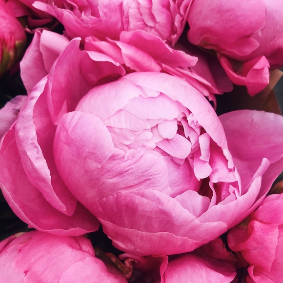 Букет из 7 малиновых пионов (Голландия)