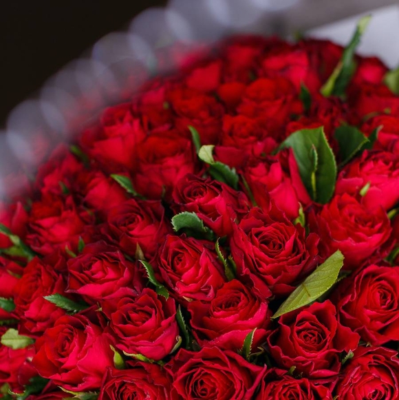 Роза красная 40 см (Кения) поштучно
