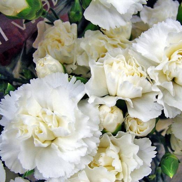 Гвоздика белая, 10 штук