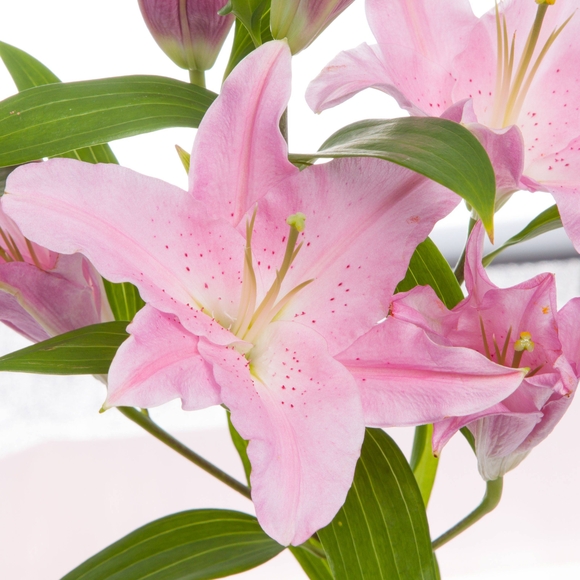 Лилия розовая поштучно