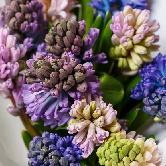 Гиацинты поштучно