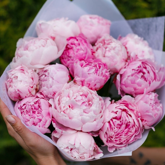 Букет из 15 розовых пионов (Голландия)