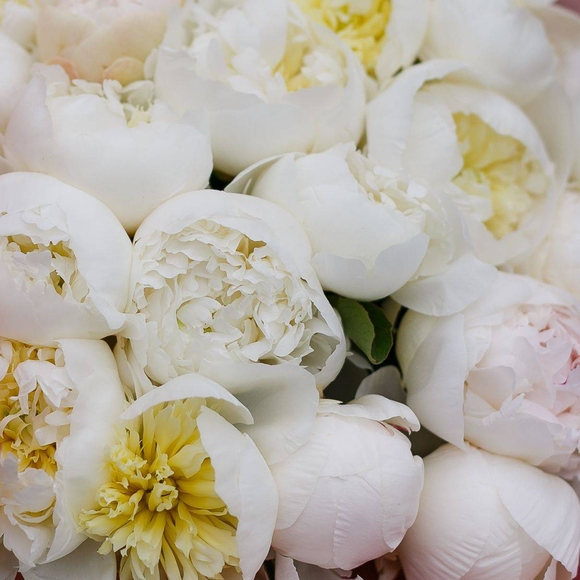 Пионы белые поштучно (Голландия)