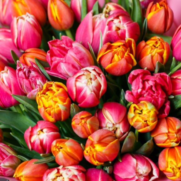 Тюльпаны пионовидные поштучно микс (Голландия)