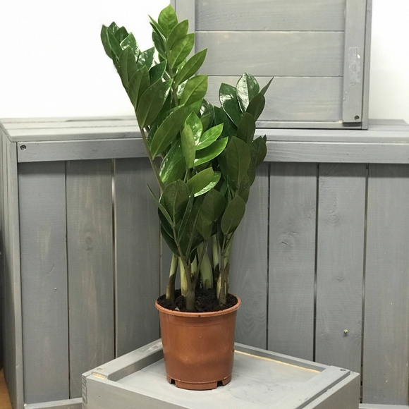 Замиокулькас